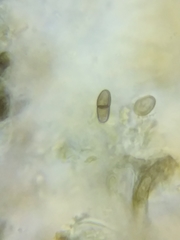 Dothideomycetes