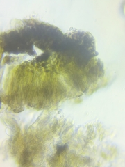 Dothideomycetes