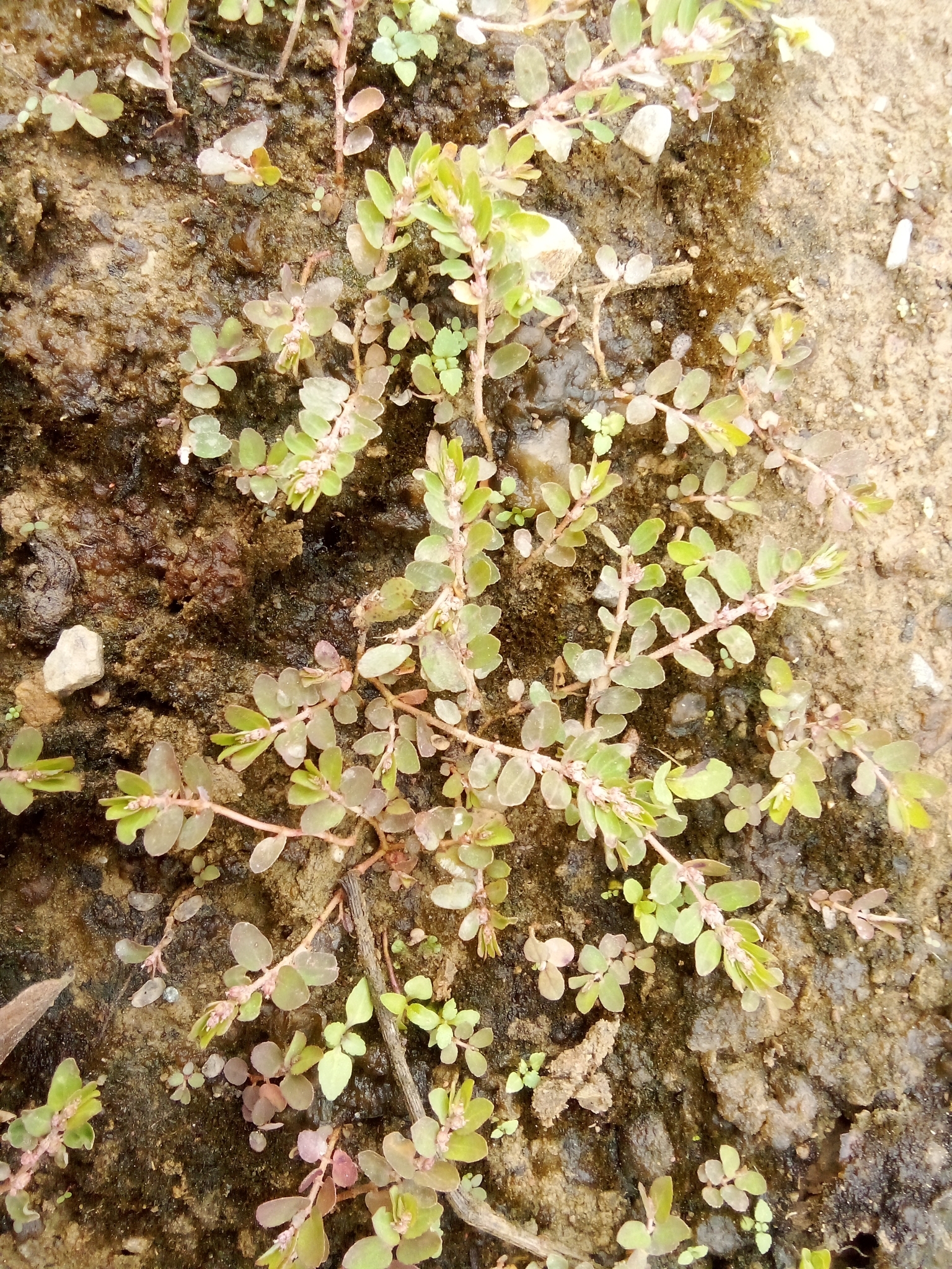 Euphorbia thymifolia image