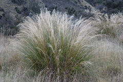 Chionochloa rigida rigida