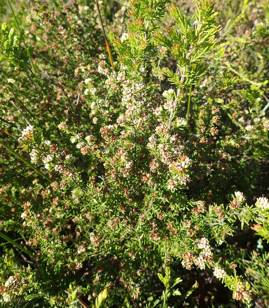 Gloomy Heath from Uitzigt 216 Portion 71, Brenton-on-Sea on October 19 ...