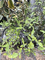 Magnoliopsida