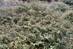 Fuchsia perscandens