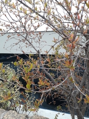 Magnoliopsida