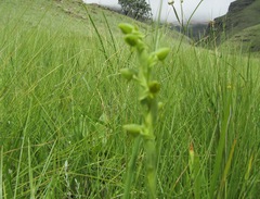 Habenaria laevigata