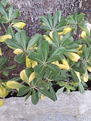 Pittosporum