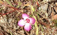 Clarkia franciscana