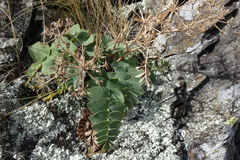 Gingidia grisea