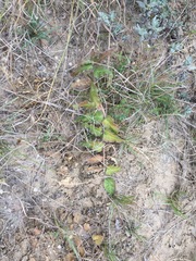Asclepias prostrata