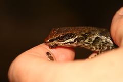 Lioscincus steindachneri