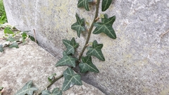 Hedera helix
