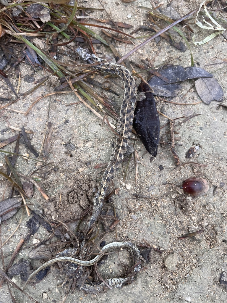 Checkered Garter Snake from Deer Valley, Bandera, TX, US on November 19 ...