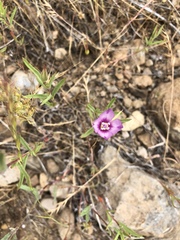 Clarkia williamsonii