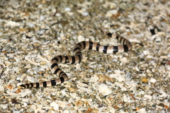 Laticauda saintgironsi