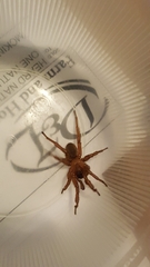 Myrmekiaphila comstocki