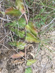 Asclepias prostrata