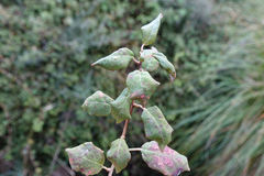 Fuchsia perscandens