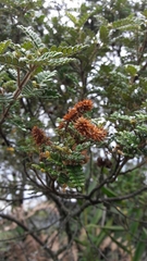 Weinmannia tomentosa