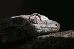 Mniarogekko jalu