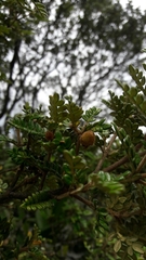 Weinmannia tomentosa