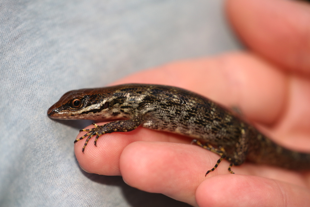 White-Lipped Foret Skink