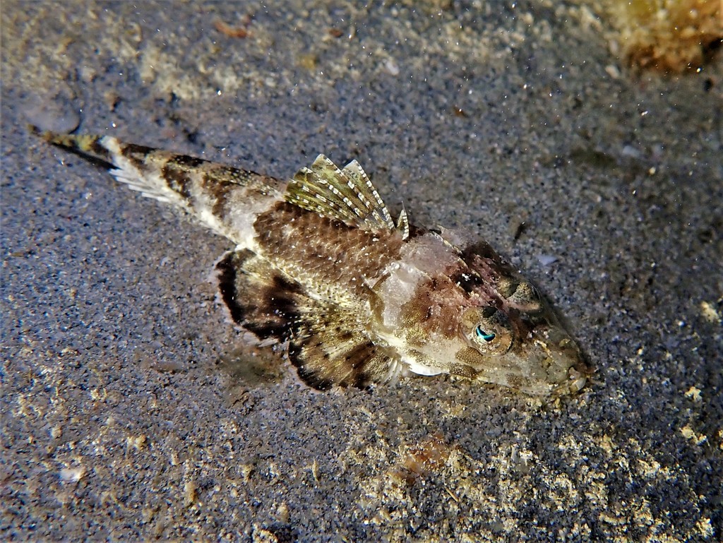 Devil Flathead