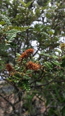 Weinmannia tomentosa