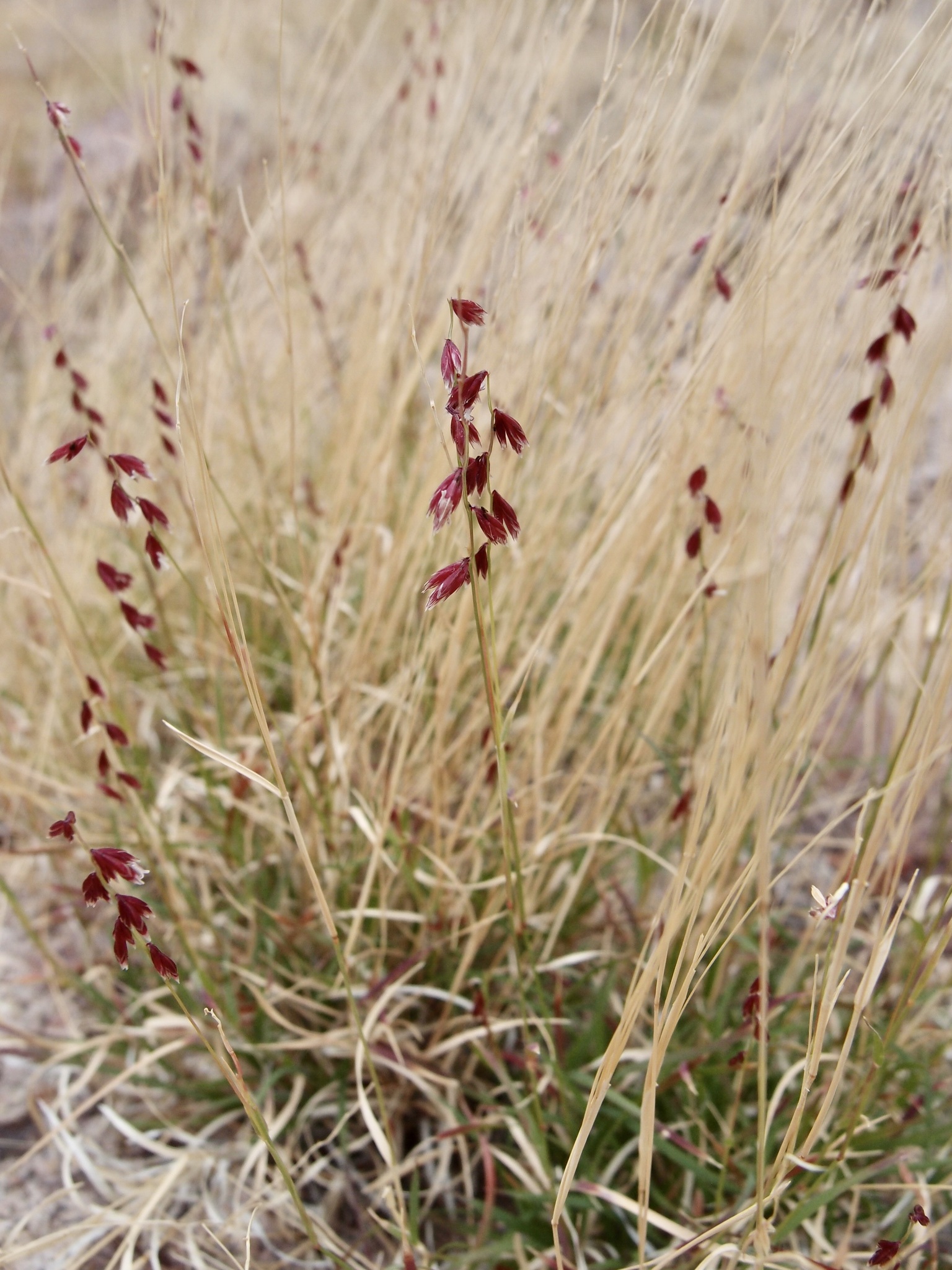 Bouteloua diversispicula