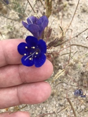 Phacelia campanularia campanularia