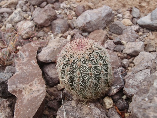 Image of Echinocereus scopulorum by (c) Sue Carnahan, some rights reserved (CC BY)