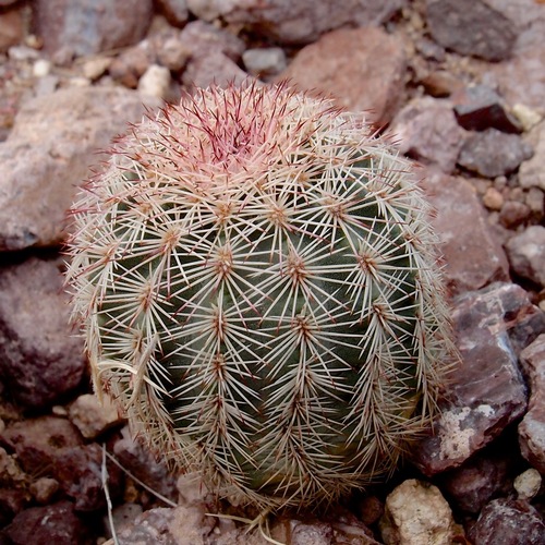 Echinocereus scopulorum