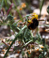 Bombus terrestris sassaricus