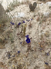Phacelia campanularia campanularia