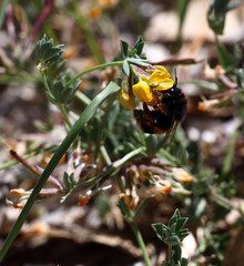 Bombus terrestris sassaricus