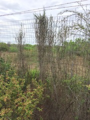 Matelea sagittifolia