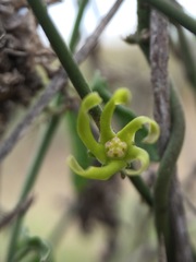 Matelea sagittifolia