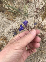 Phacelia campanularia campanularia