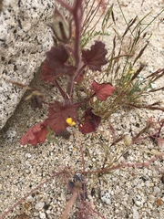 Phacelia campanularia campanularia