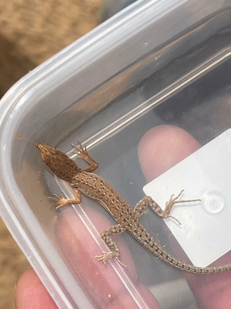 Arnold's Desert Lizard photo 3
