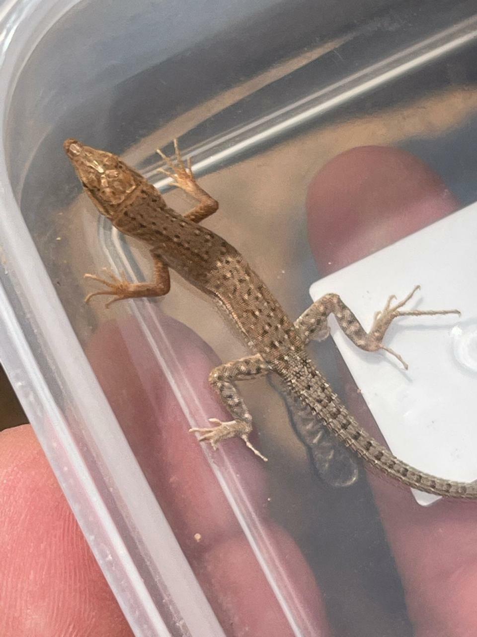 Arnold's Desert Lizard photo 4