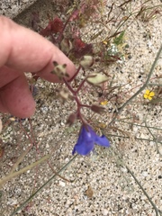 Phacelia campanularia campanularia