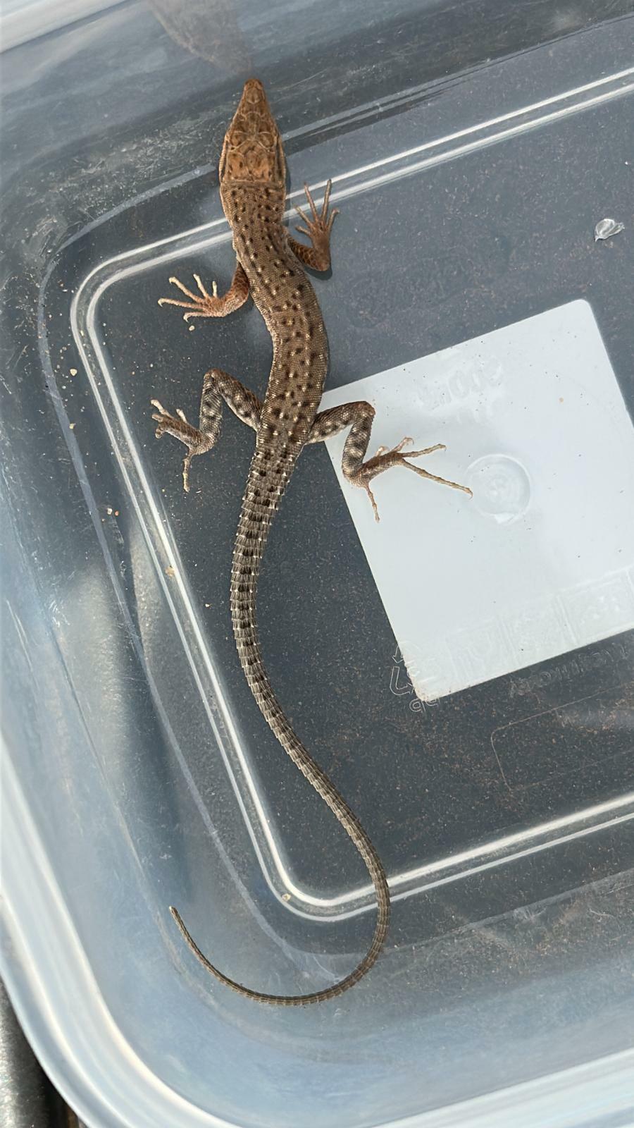 Arnold's Desert Lizard photo 2