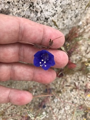 Phacelia campanularia campanularia