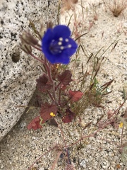 Phacelia campanularia campanularia