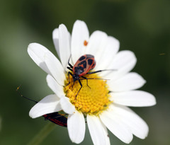 Calocoris nemoralis