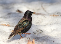 Sturnus vulgaris
