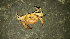 Parathelphusa convexa