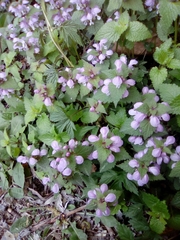 Lamium maculatum