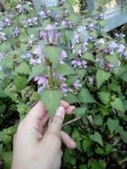 Lamium maculatum