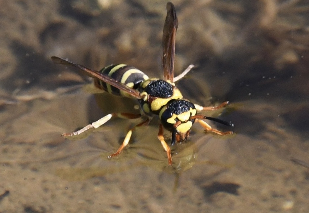 Euodynerus jeitita